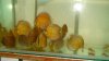 discus  november 26 001.JPG