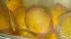alenquer  curua discus 014.jpg