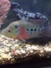 new fish pics 001.jpg