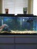 new fish pics 002.jpg