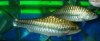 Blue Marsheer - Famous Black Stripe.JPG