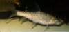 GoldenMahseer-ID2 - Web.jpg