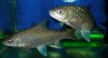 HumpbackMahseer-Web.jpg