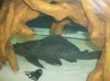 fishies 025.jpg
