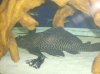 fishies 024.jpg