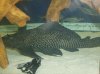 fishies 017.jpg