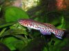 killifish_bluelyretail.jpg killifish_bluelyretail.jpg