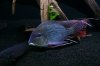 IMG_5518.JPG