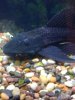 Fish 002.jpg
