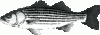 __FIS15.gif