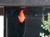 flame 001.jpg