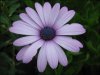 flower4.jpg