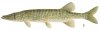 chain_pickerel.jpg