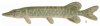 northern_pike.jpg
