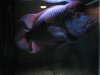 Fishies 009.JPG