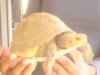 turtle 1.jpg