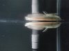 aro 009a.jpg aro 009a.jpg