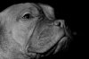 HeadShot_Pooch.jpg