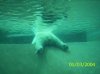 polarbearbum.JPG
