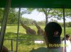 giraffe.JPG