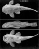 Hemipsilichthys gobio.JPG