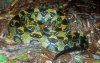 Bitis%20parviocula.jpg