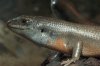 trachylepis_sp_060225_02.jpg
