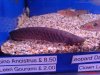 DSC00496.JPG
