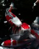 koi-fish-1.jpg