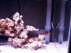 Puffer&Toby2.jpg