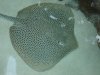 DSC08696.JPG
