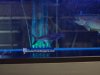 paroon shark.jpg