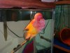 9Mar2009 FishRoom 047.JPG