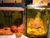 9Mar2009 FishRoom 088.JPG