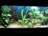 kaylas fishtank.jpg kaylas fishtank.jpg