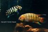 0207-adoketa-pair-1-2-s_sh01.jpg