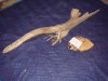 DRIFTWOOD1 009.JPG