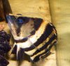 2009_0216tiger0001.JPG