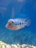 Flowerhorn - DAY 5 010.jpg