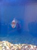 Flowerhorn - DAY 5 009.jpg