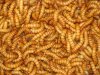 mealworm.jpg mealworm.jpg