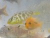 Miami Cichlids2 1-30-09.jpg