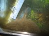 p bass 140.JPG