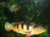 Peacock Bass 2.JPG