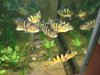 Peacock Bass 3.JPG