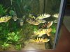 Peacock Bass 4.JPG Peacock Bass 4.JPG