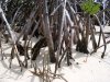 mangroves6059.jpg