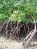 mangrove.jpg mangrove.jpg