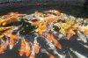 koi12.JPG