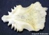 tooth plateaus.jpg